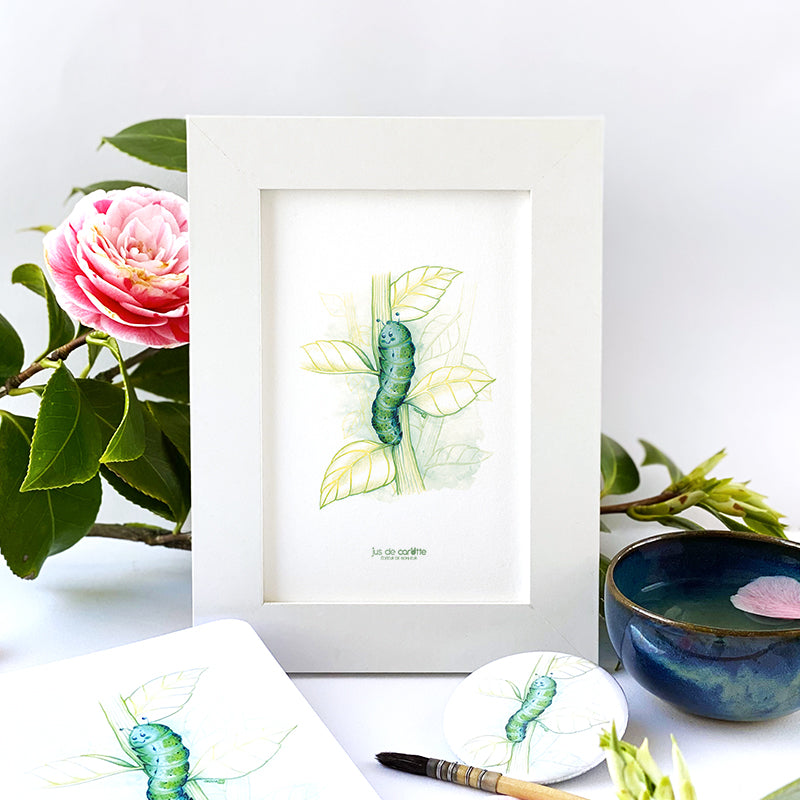 Illustration . Chenille Chlorophylle