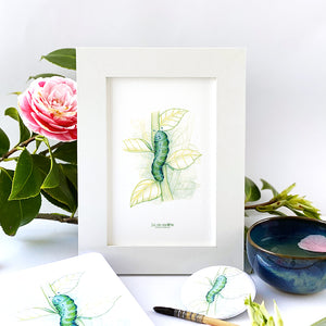 Illustration . Chenille Chlorophylle