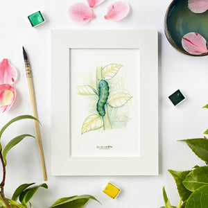 Illustration . Chenille Chlorophylle