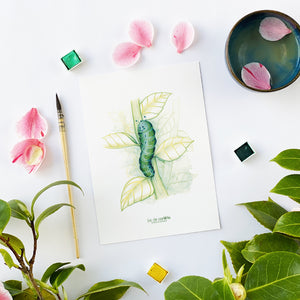 Illustration . Chenille Chlorophylle